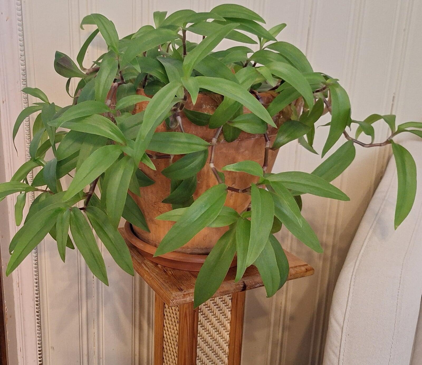 Taimin kohtaamispaikan vapaaehtoinen Satu: - ‎Missä muualla voi tulla uutena ja tuntea itsensä heti tervetulleeksi?